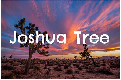 Insider's Guide To Joshua Tree!